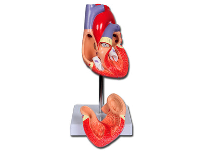 VALUE HEART - 2 parts - 1X