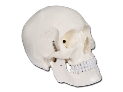 Value Human Skull - 1X