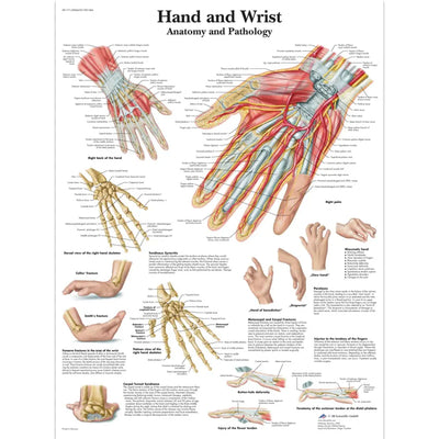 Hand and Wrist Chart