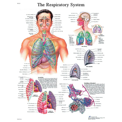 Respiratory System Chart