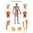 Vascular System Chart