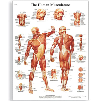Human Muscle Chart