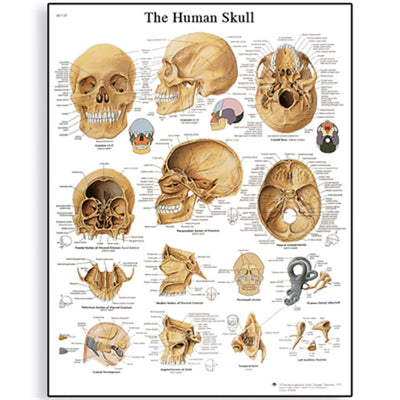 Human Skull Chart