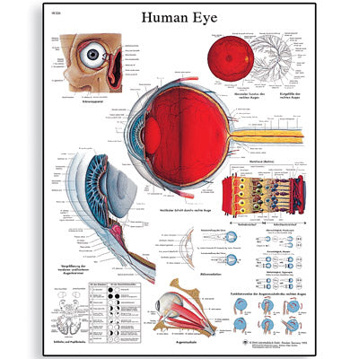 Human Eye Chart