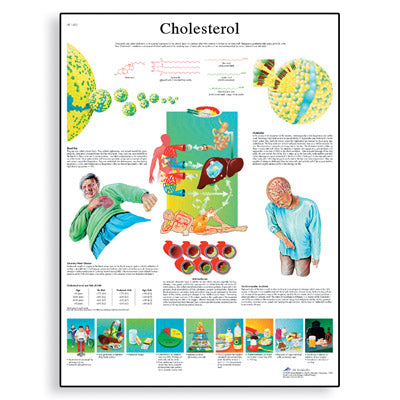 Cholesterol Chart