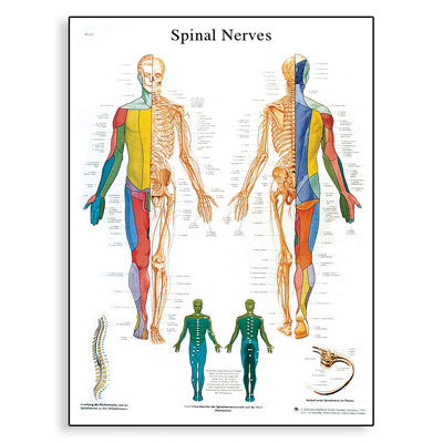 Spinal Nerves Chart