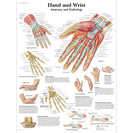 Hand and Wrist Chart