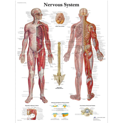 Anatomical Poster - Nervous System Chart