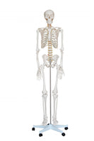 Life-Size Skeleton 180cm Tall