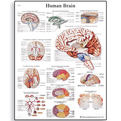 Human Brain Chart - Mediworld Ltd